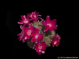 Sulcorebutia vasqueziana ssp. losenickyana HS1a 2164